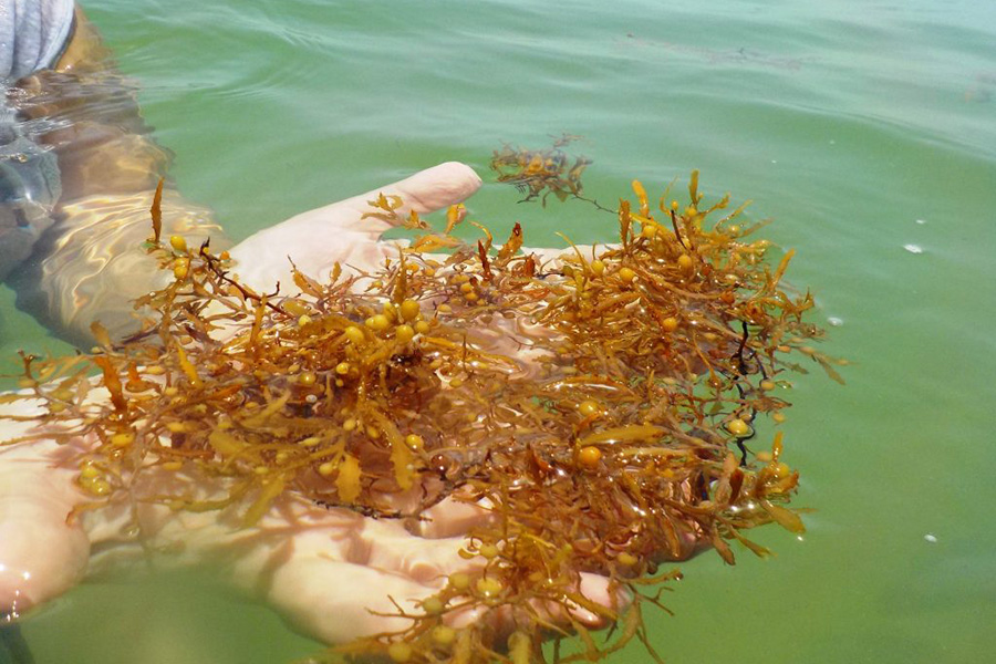 Sargassum polycystum