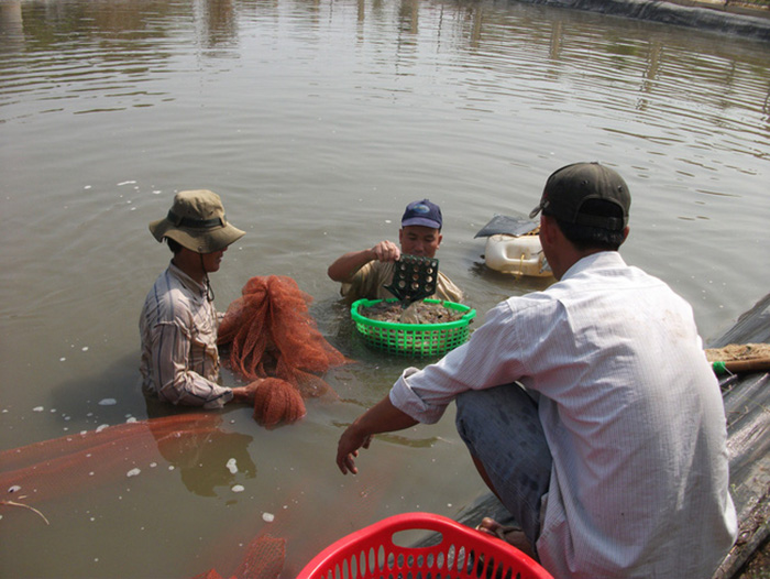 thu hoạch tôm