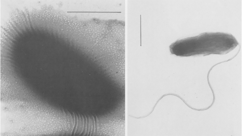 Vibrio diabolicus - Vi khuẩn mới, gây bệnh trên thủy sản