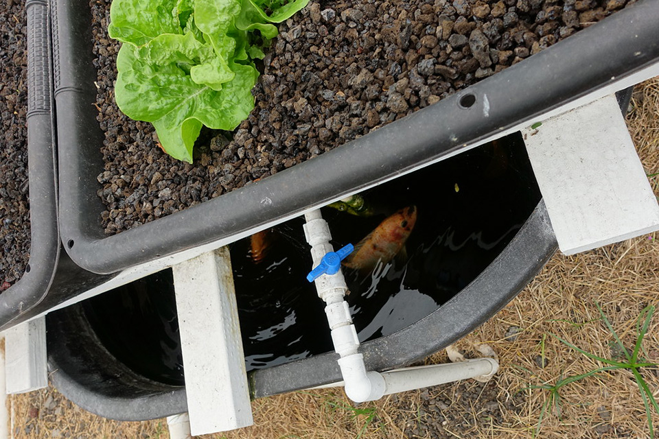 Mô hình trồng rau kết hợp nuôi cá  Aquaponics  TraceVerified