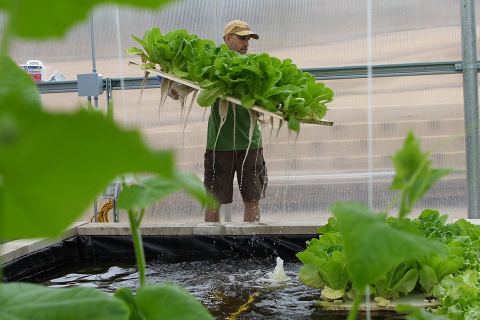 aquaponics