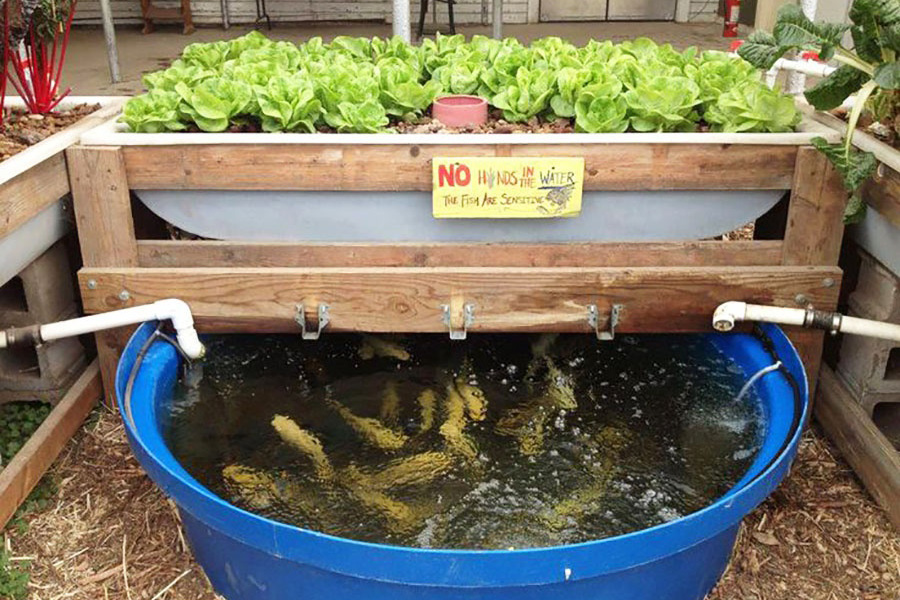 aquaponics