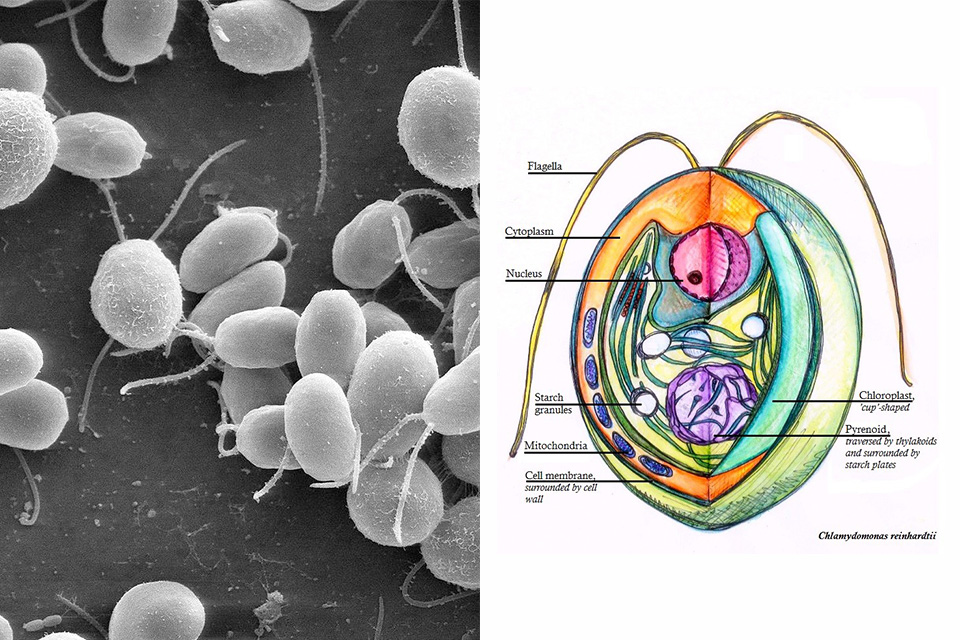 Vi tảo xanh đơn bào Chlamydomonas reinhardtii