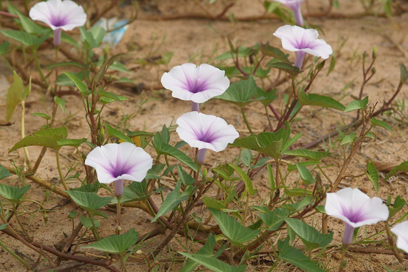 hoa rau muống