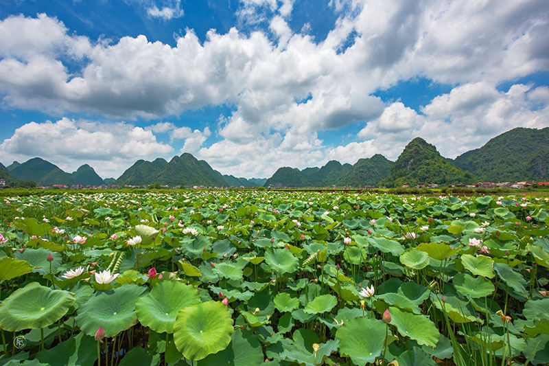 cánh đồng sen