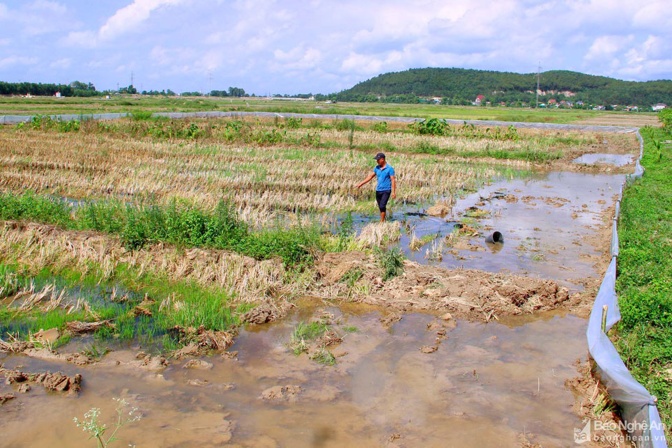 ruộng lúa hoang