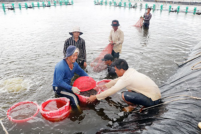 thu hoạch tôm