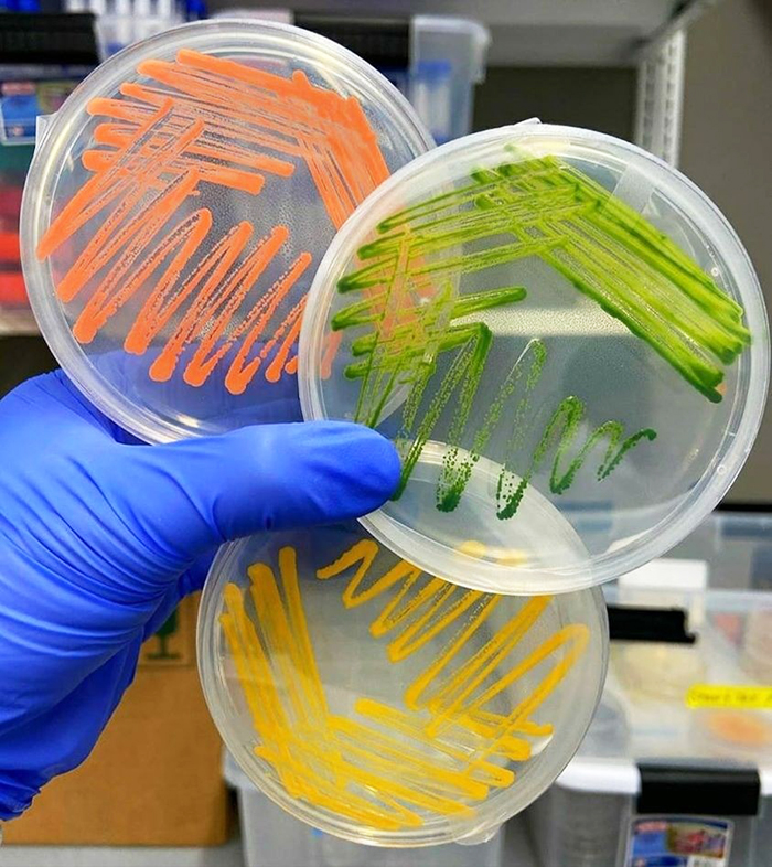 các vi khuẩn được cấy trên đĩa petri