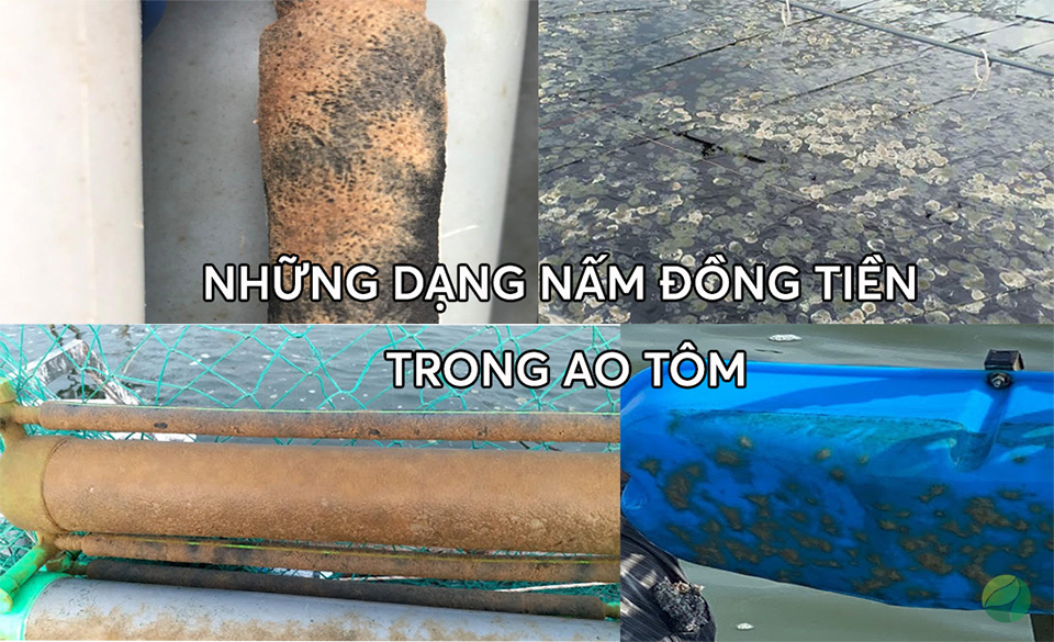 Nấm đồng tiền bạt ao