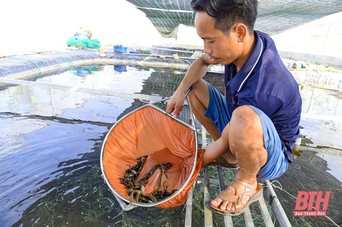 Nuôi cá chạch lấu.