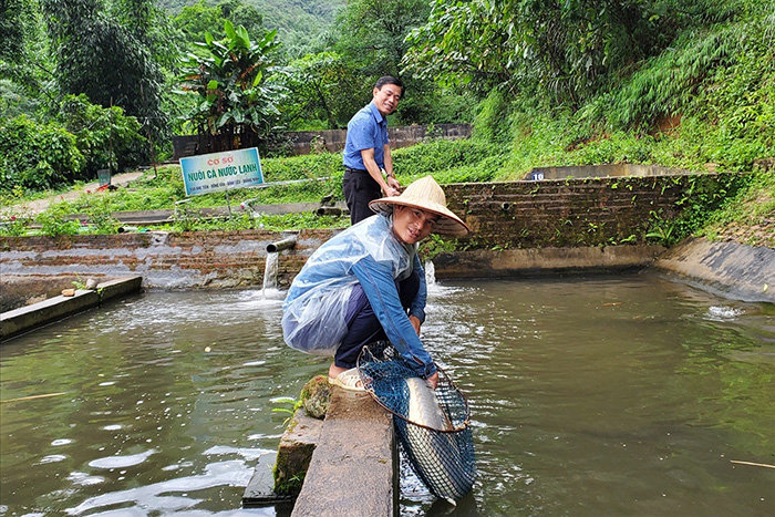 Nuôi cá tầm 