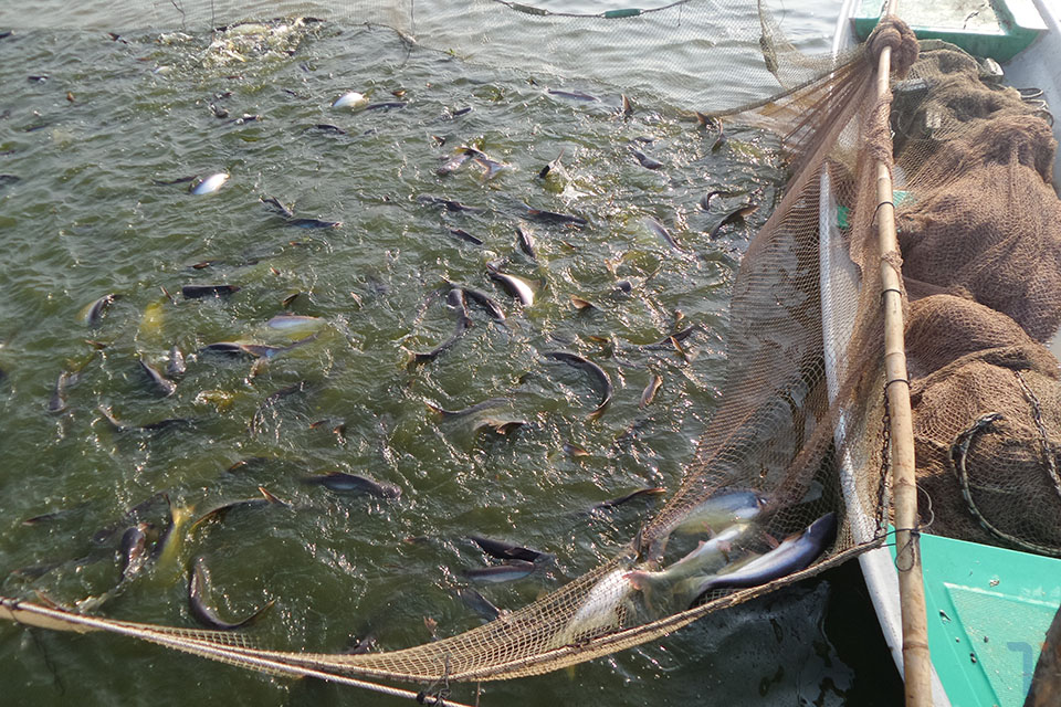 thu hoạch cá tra