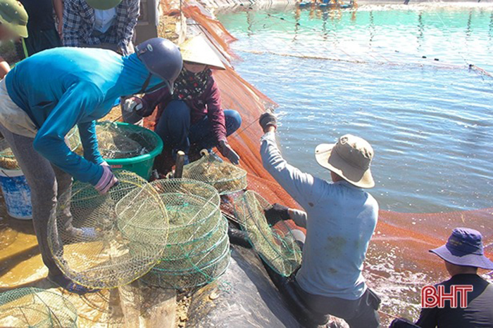 Thu hoạch tôm vụ xuân hè