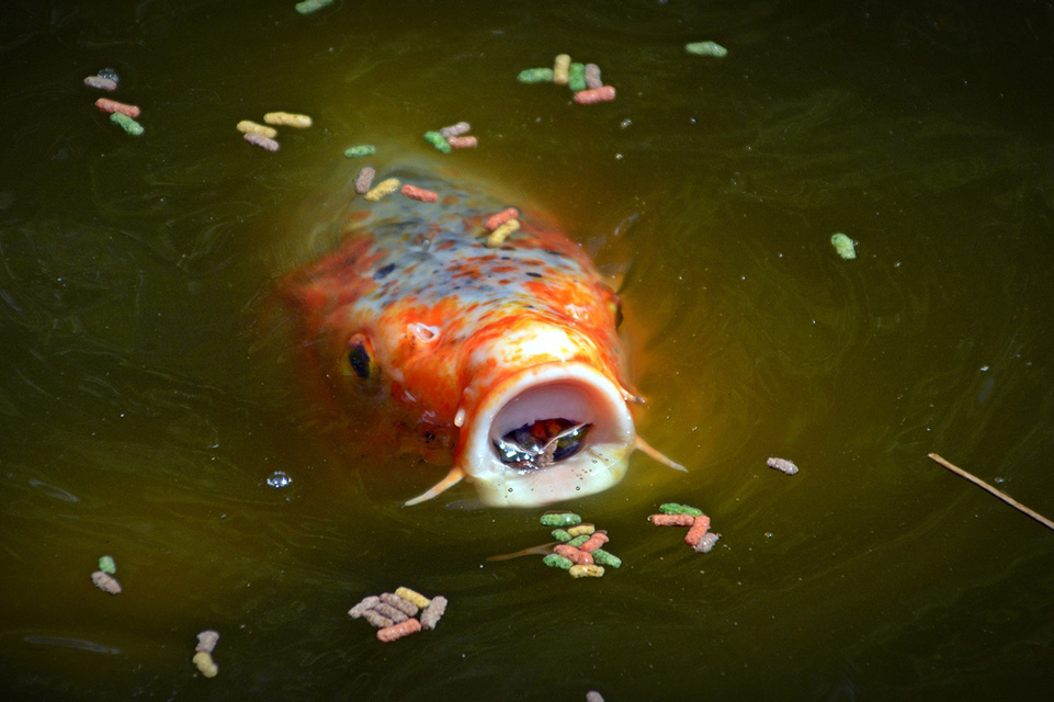 cá ăn thức ăn