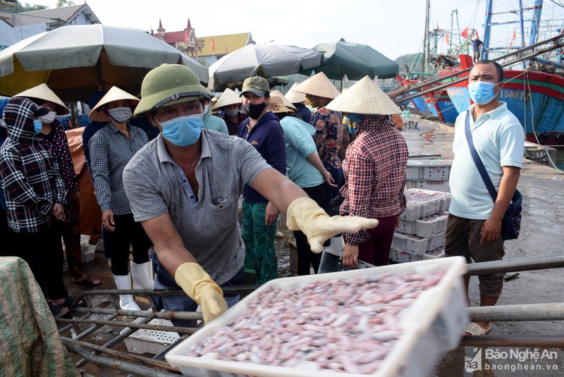 cảng cá lạch quèn