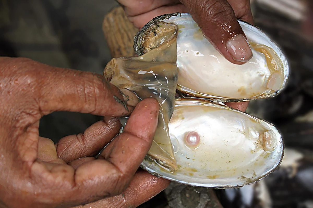 Perlas caribeña