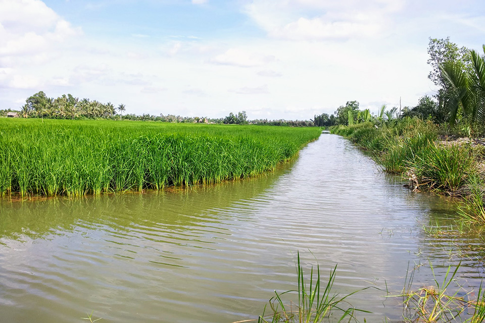 Nuôi tôm kết hợp cá rô phi trồng lúa sò huyết cho hiệu quả bền vững