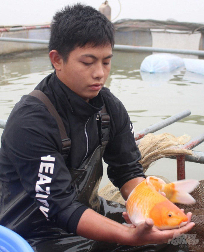 Người nuôi cá Koi