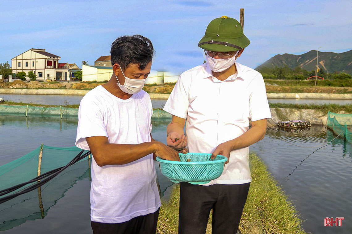 thu hoạch ốc hương