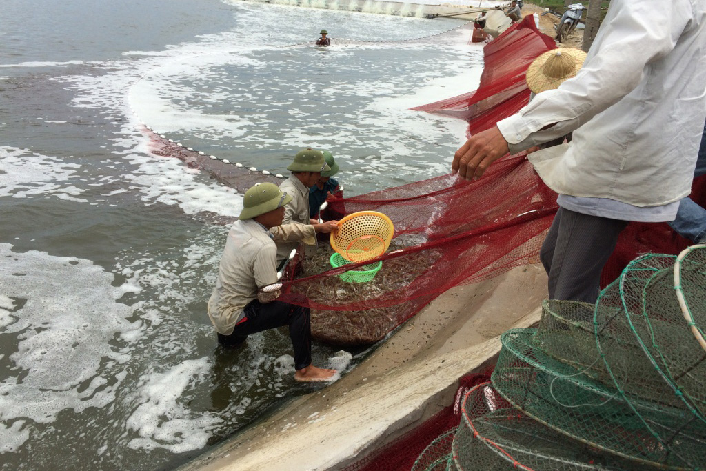 thu hoạch tôm