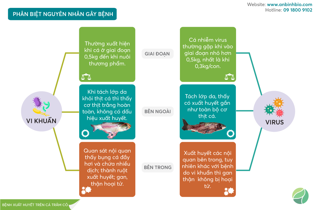 trị bệnh cá trắm cỏ