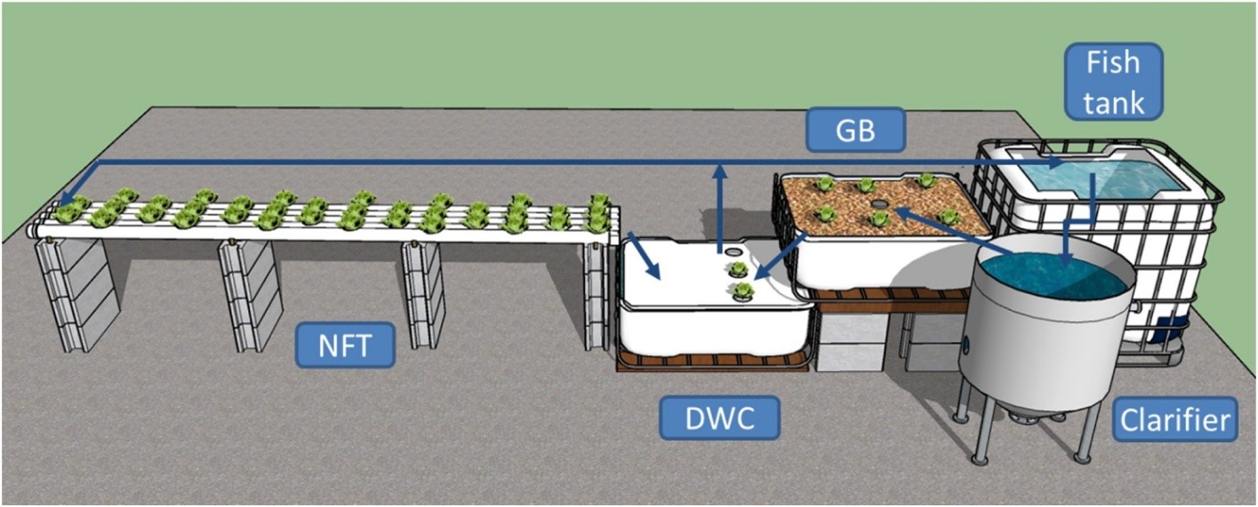 setup aquaponics