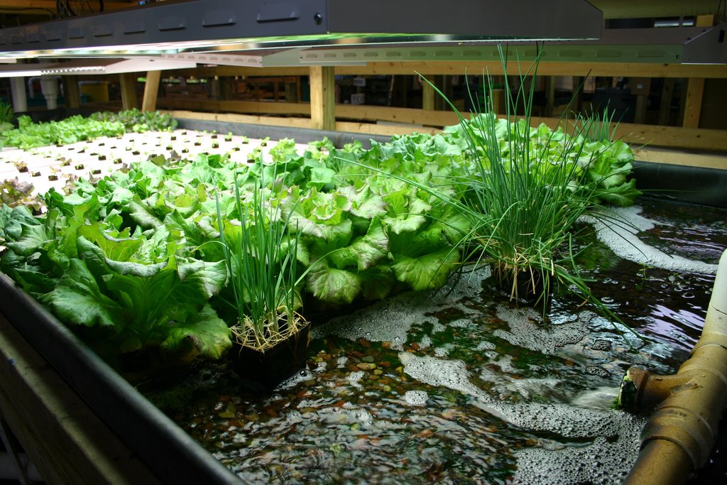 Mô Hình Aquaponics  Lợi Ích Và Hạn Chế  Tin Cậy 2023