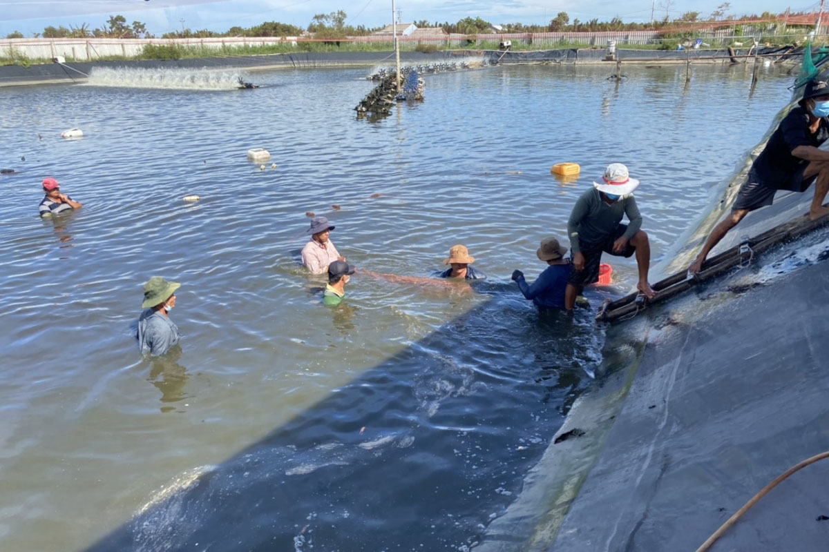 nuôi tôm thẻ công nghệ cao