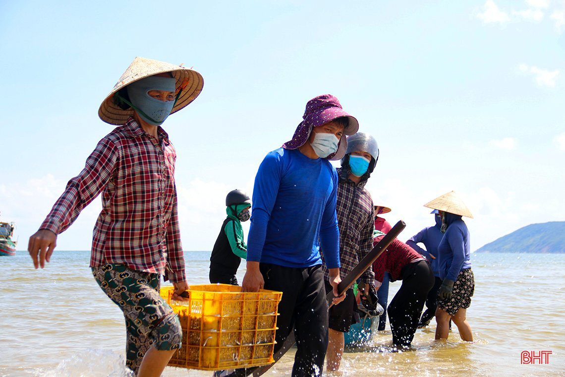 đánh bắt cá cơm