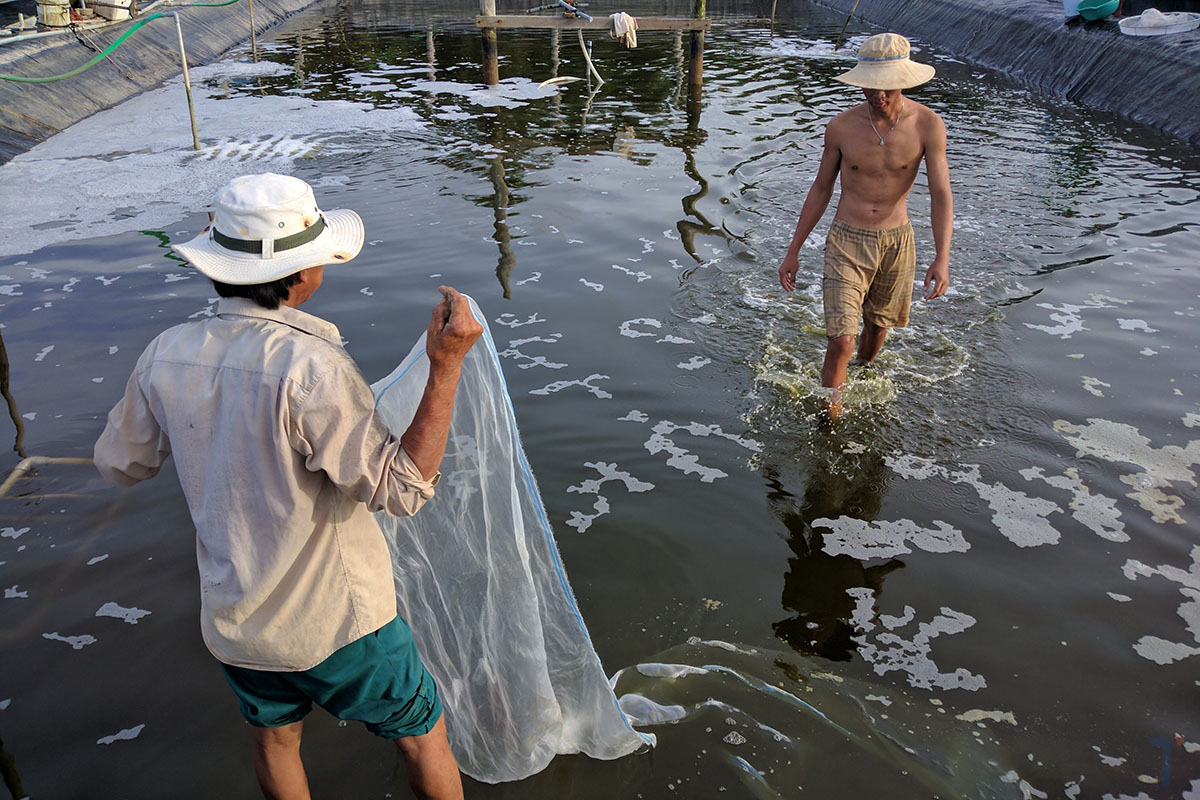 thu hoạch tôm