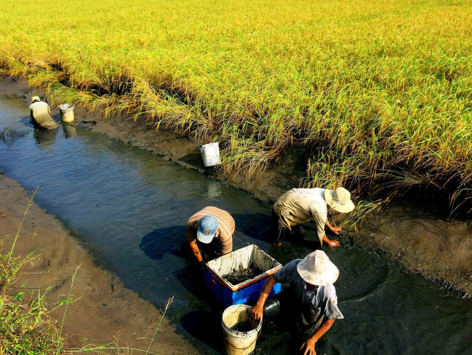 Mô hình thâm canh tôm- lúa ở tỉnh Cà Mau