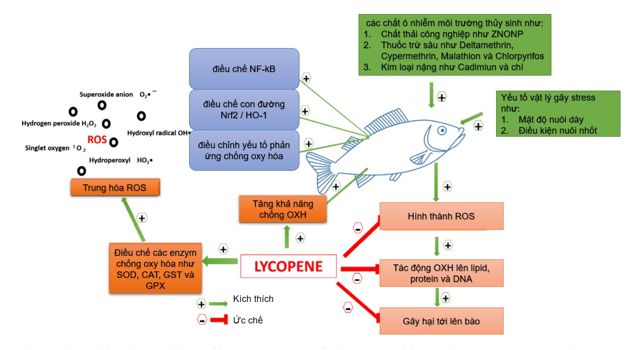 Tóm tắt vai trò của lycopene