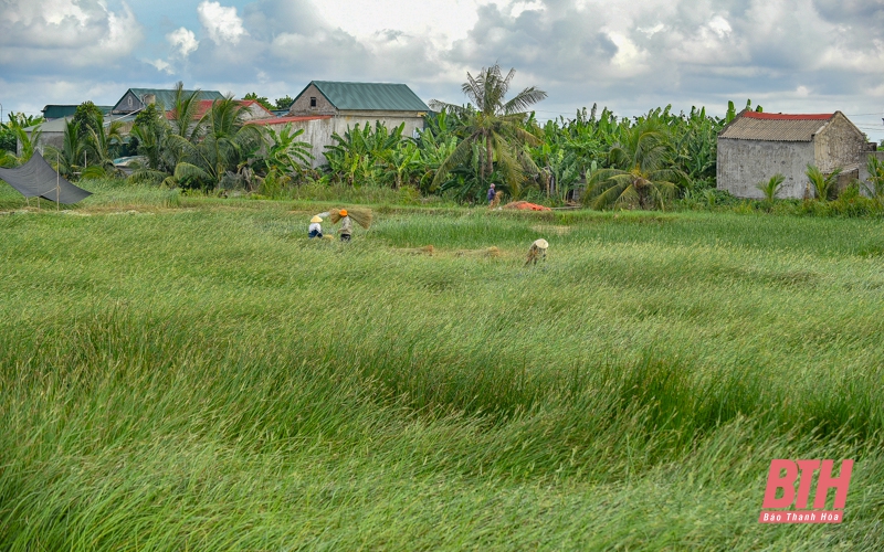 đồng ruộng