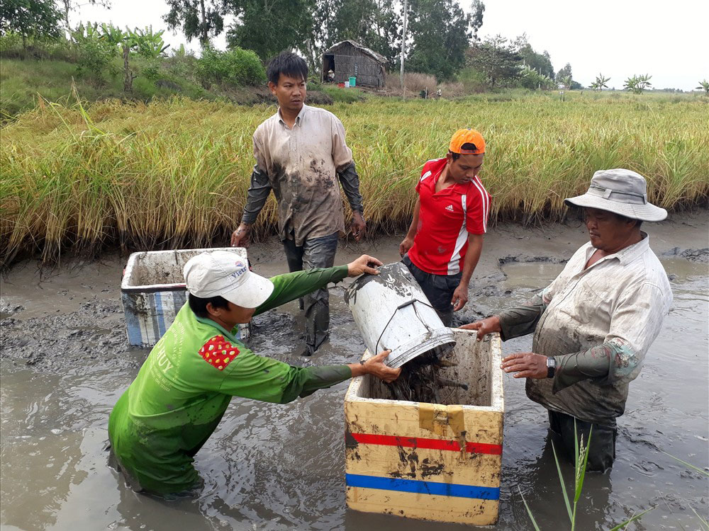 Thu hoạch tôm càng xanh tại ruộng