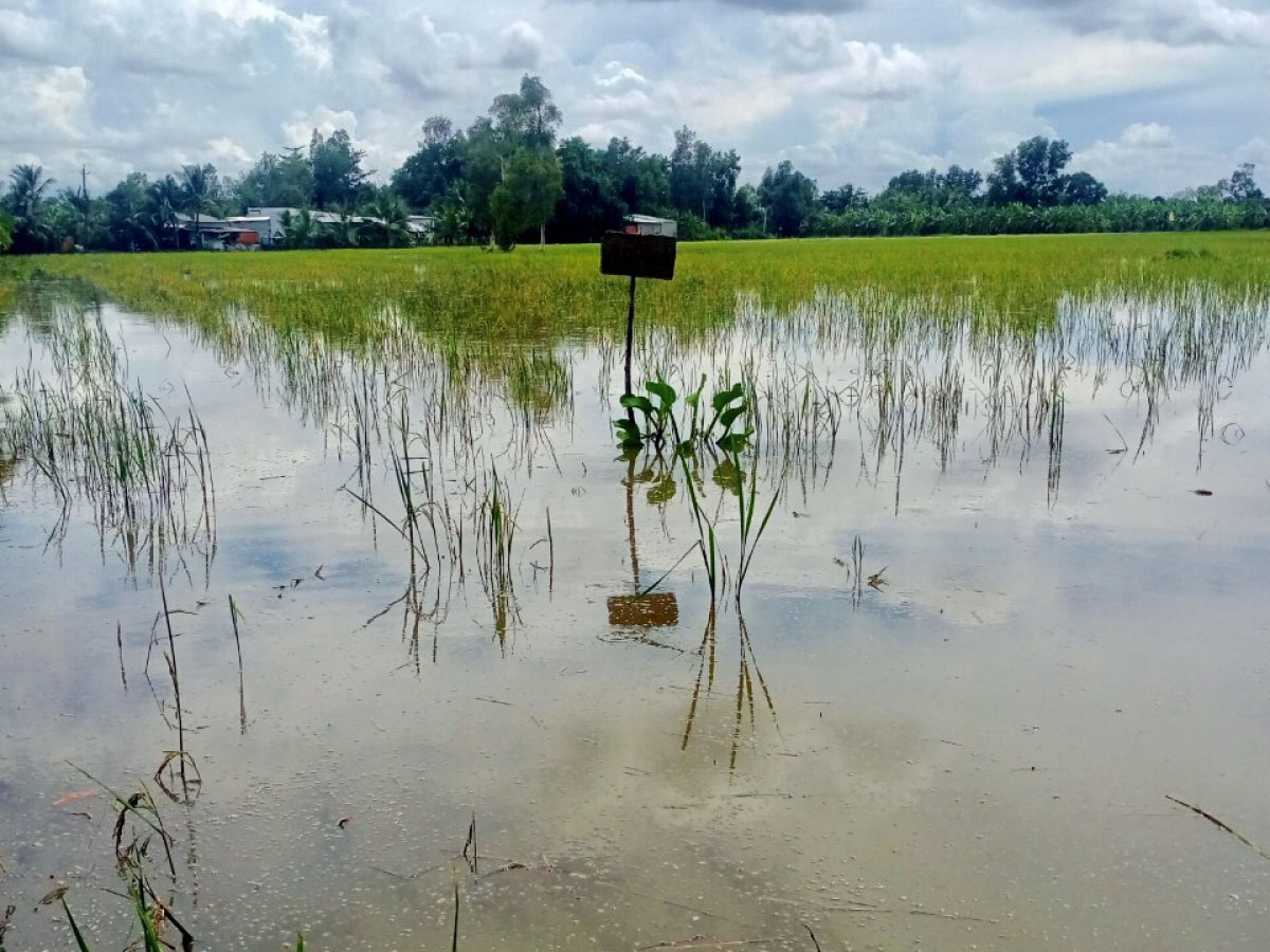 nuôi cá ruộng lúa