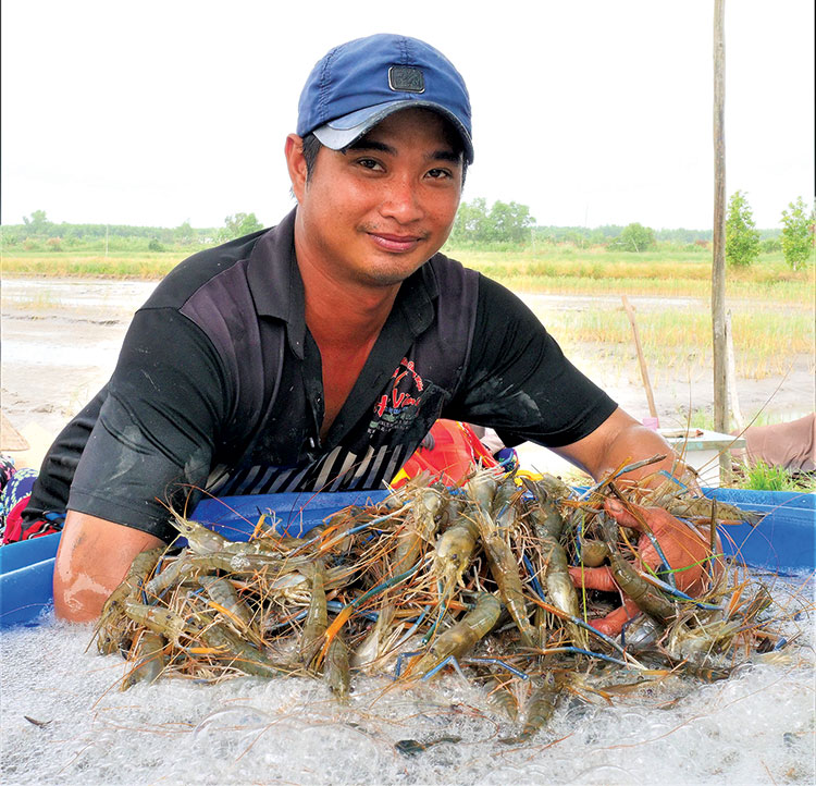 tôm càng xanh được thu hoạch tại ruộng