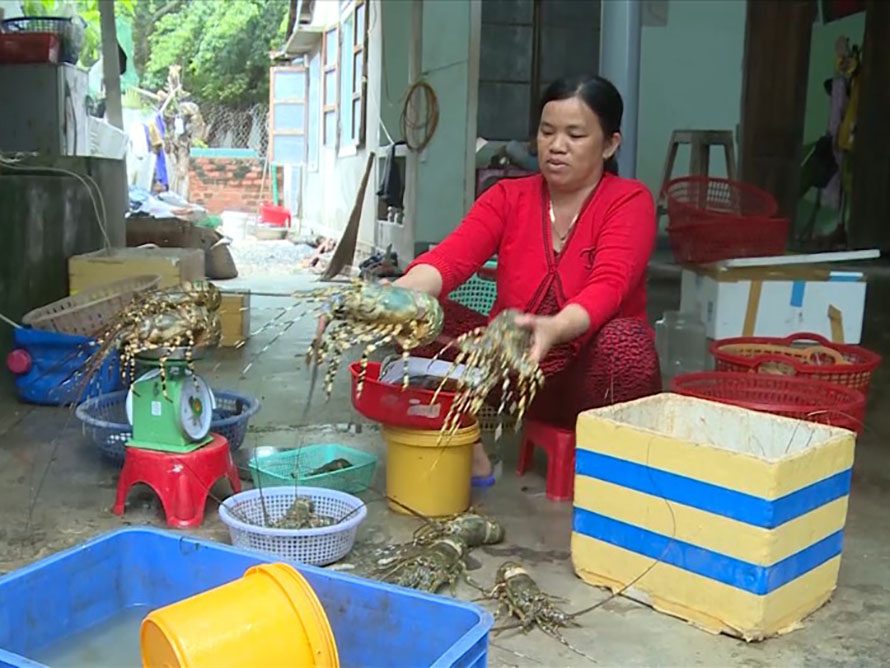 tôm hùm chết do áp thấp nhiệt đới