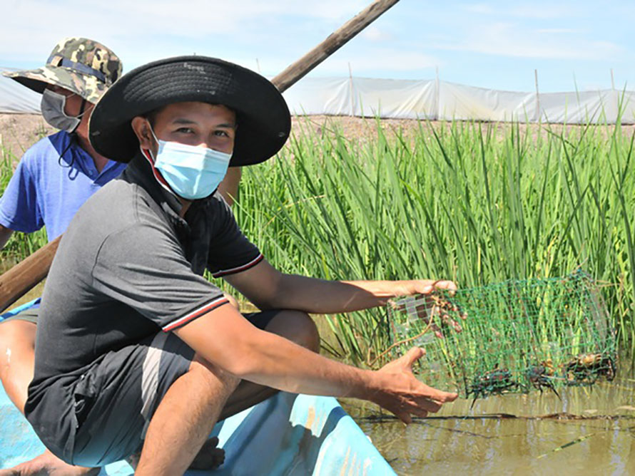 sản vật trong ruộng đa dạng như cua đồng, tép, cá mè vinh