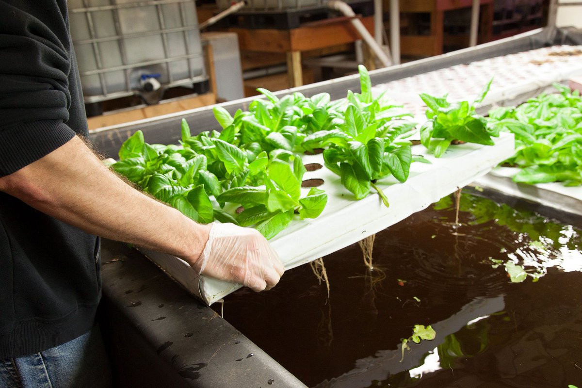 Aquaponics 