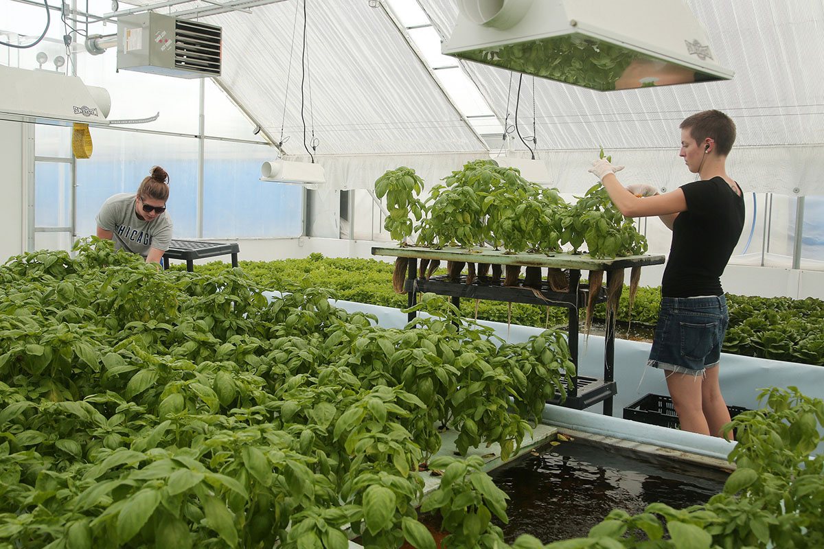 Aquaponics 