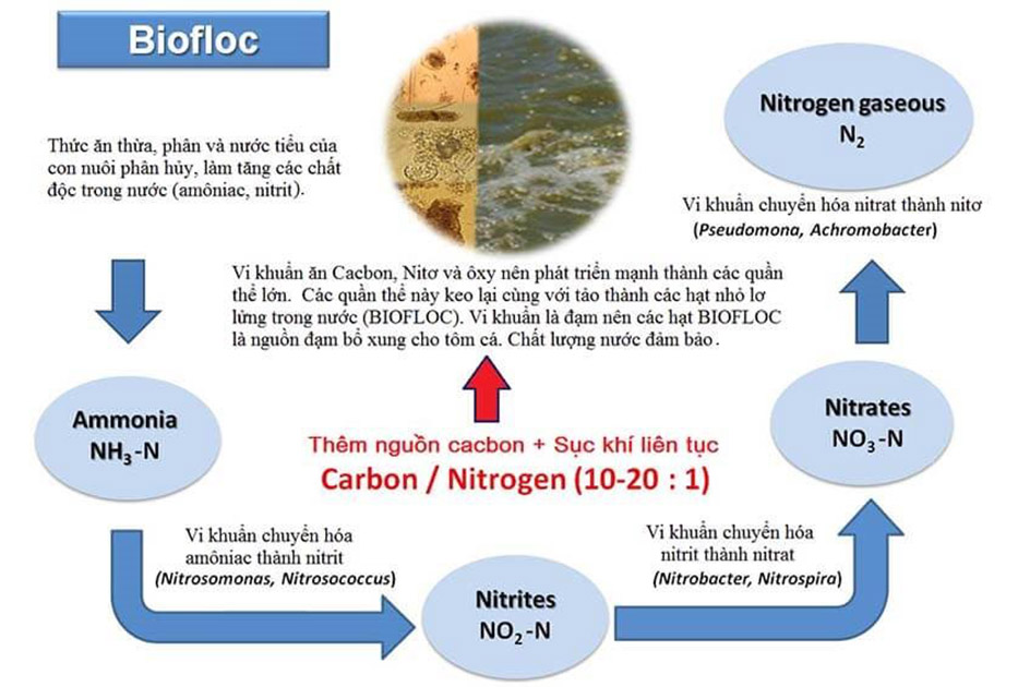 biofloc