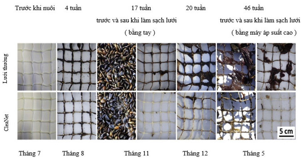 lưới tổng hợp