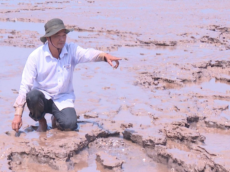 nghêu chết 