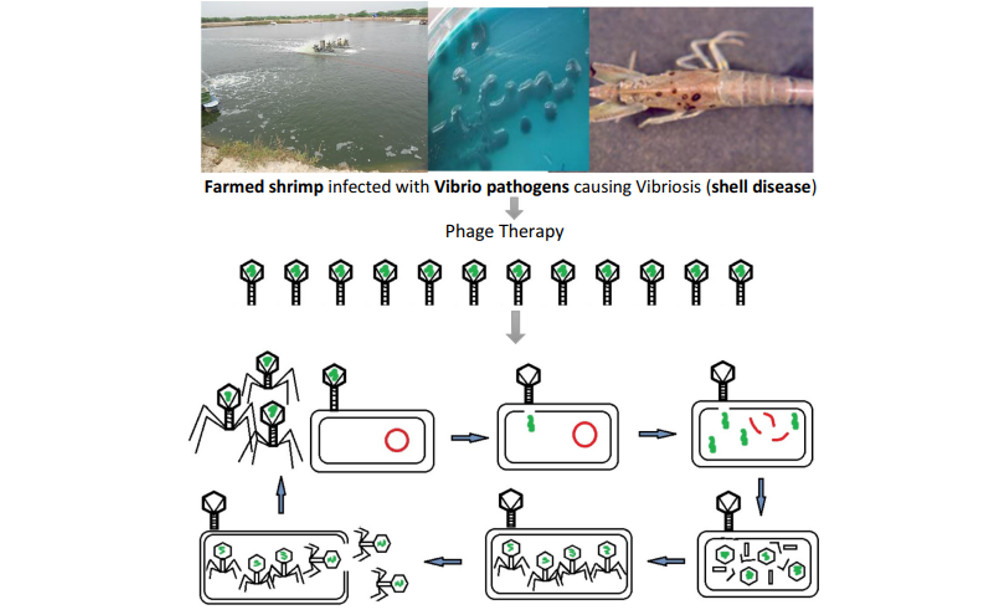 thực thể khuẩn