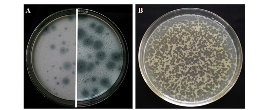 thể thực khuẩn