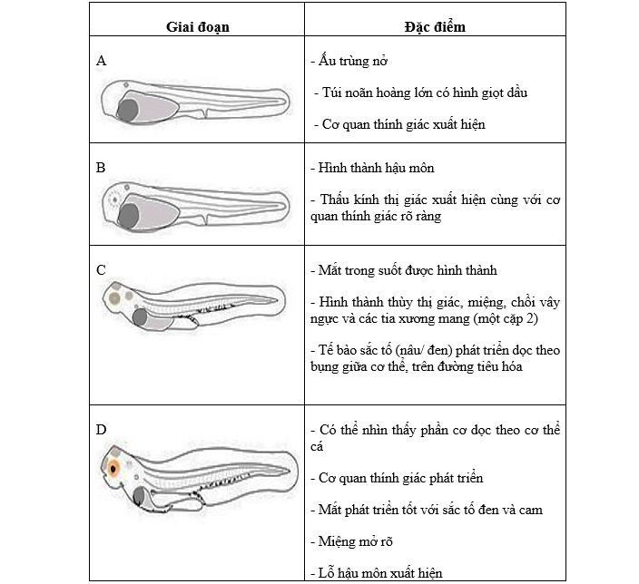 cá vược lai