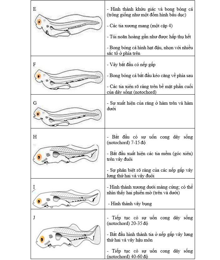 cá vược lai