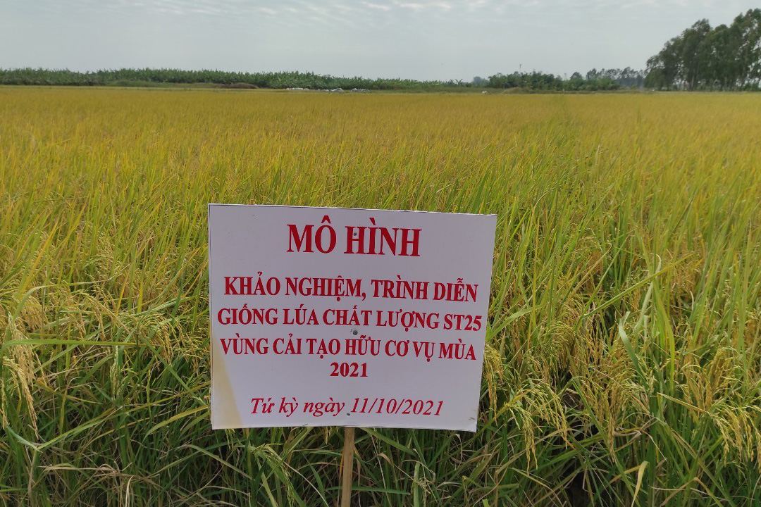 Mô hình sản xuất lúa kết hợp nuôi rươi theo hướng hữu cơ tại xã Quảng  Phúc vụ Xuân năm 2022 