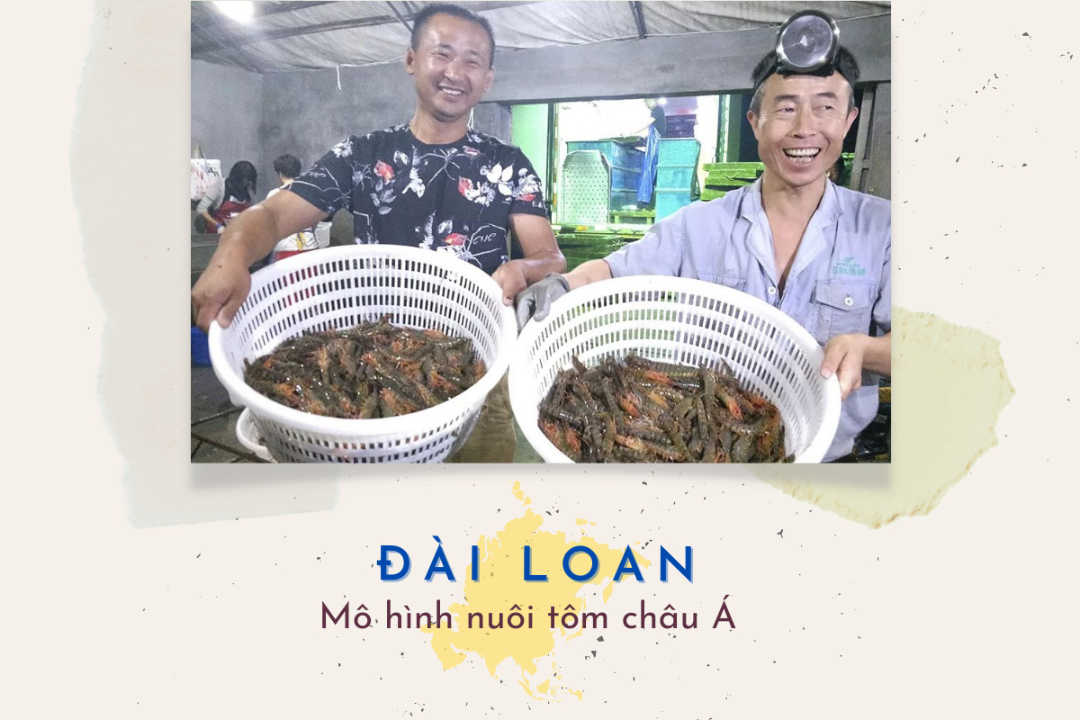 nuôi tôm ở Đài Loan