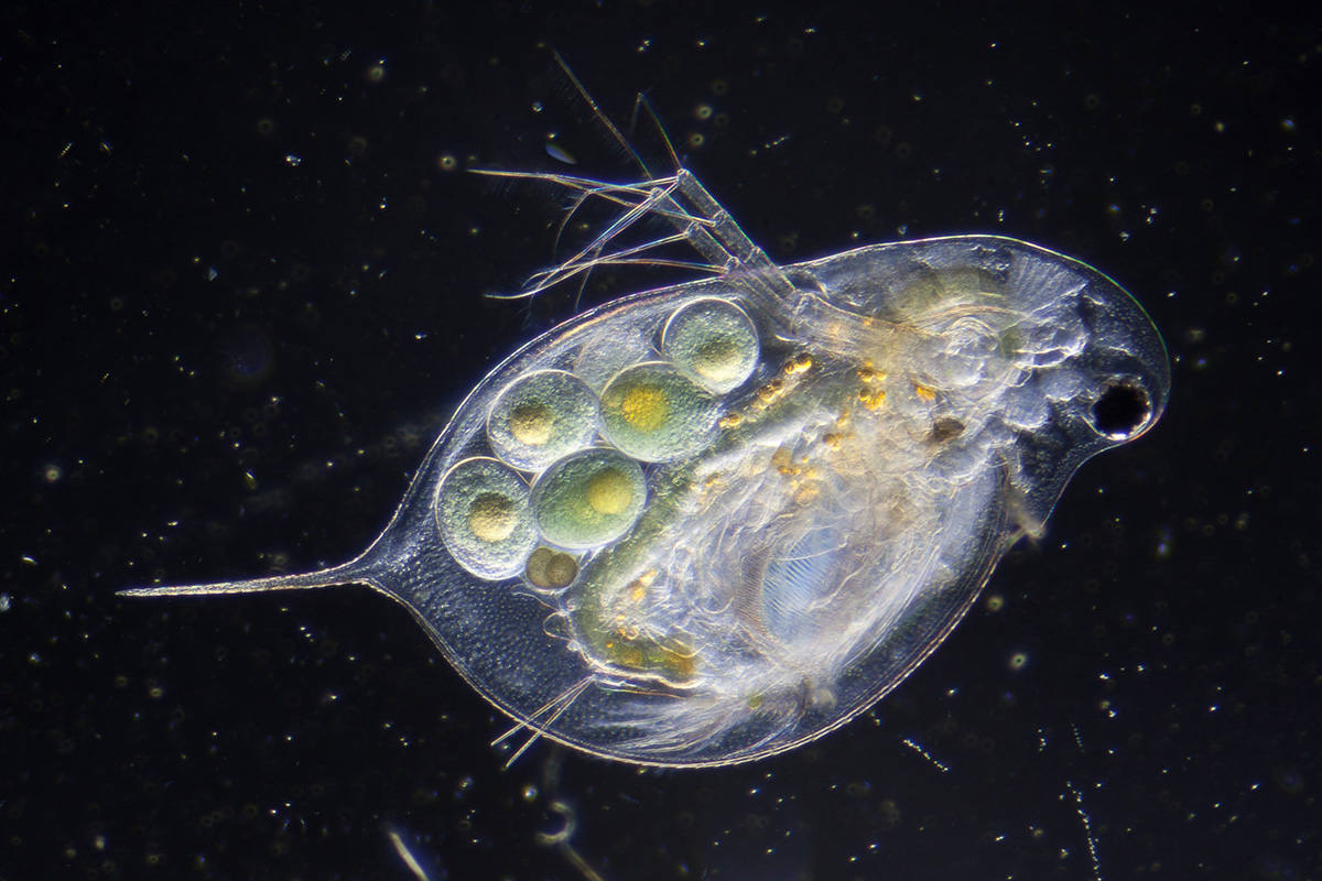 Daphnia